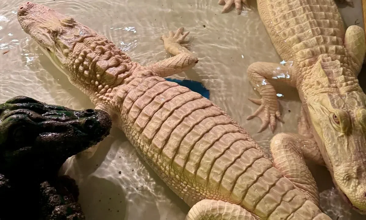 Rare Albino Alligators Arrive at Paragon Casino Resort