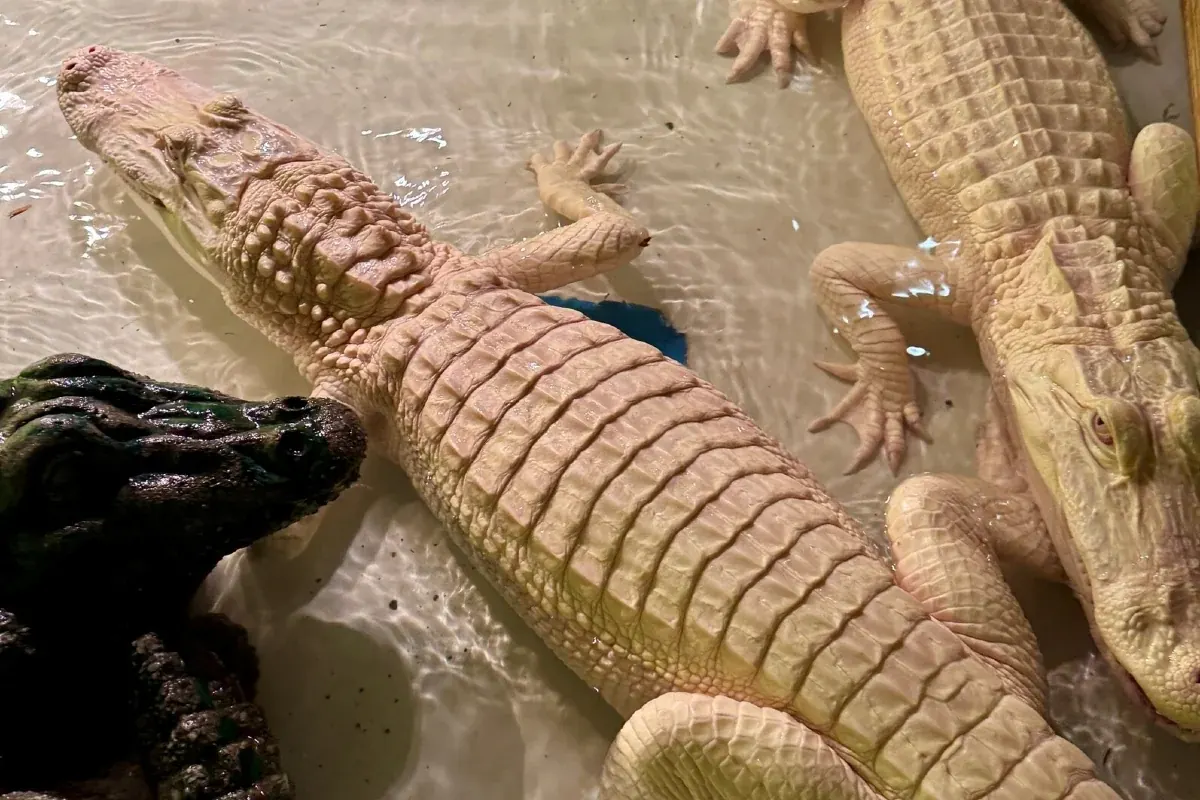 Two rare albino alligators swimming in a naturalistic habitat.